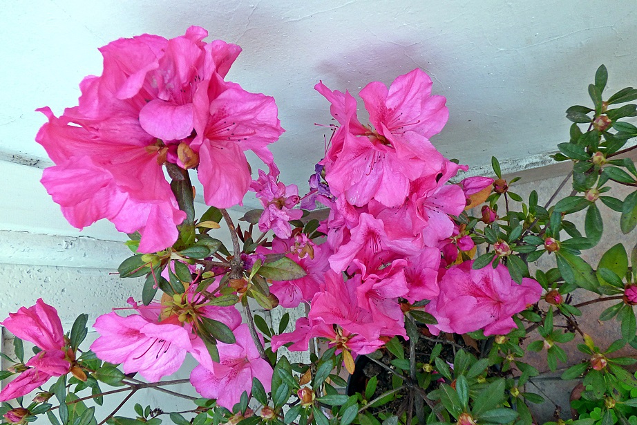 Foto del mes de setiembre: azalea