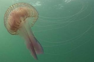 P. noctilucas en España