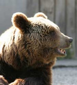 Especies amenazadas por cebos envenenados